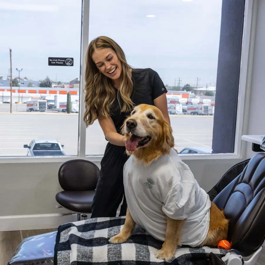 Happy woman in black scrubs petting golden retriever in a white shirt sitting on a chair in a bright room.